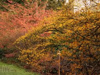 Kalm20140119 Hamamelis x 4878